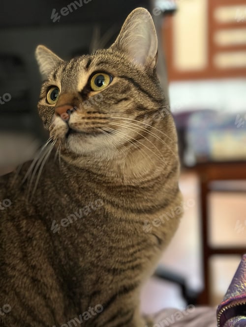 Preview: Striped Tabby Cat Looking Up Indoors
