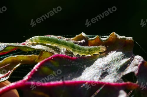 Preview: Close-up a caterpillar on the vegetable leaf