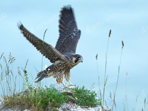 Preview: Peregrine falcon (Falco peregrinus)