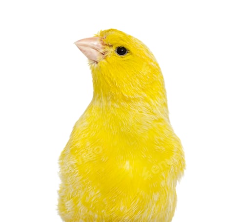 Preview: Portrait of a yellow canary looking up isolated on white