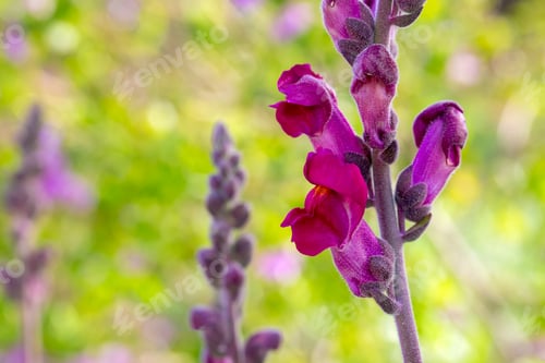 Preview: Common Snapdragon (Antirrhinum majus) in garden
