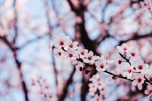 Preview: Floral spring background with cherry blossoms.