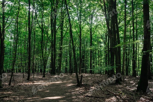 Preview: Enchanted Woodland Walk