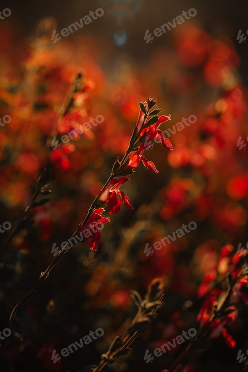 Preview: Red plant backlit