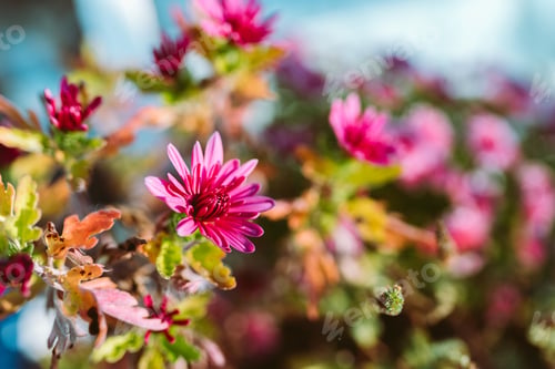 Preview: autumn chrysanthemum flowers in garden