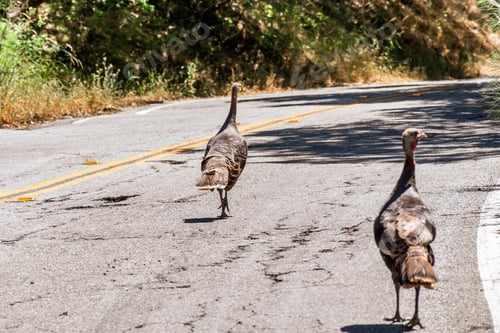 Preview: Female wild turkeys walking on a road