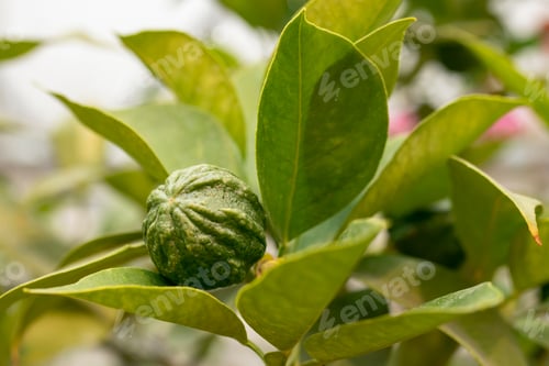 Preview: green citrus fruits on a branch in the garden