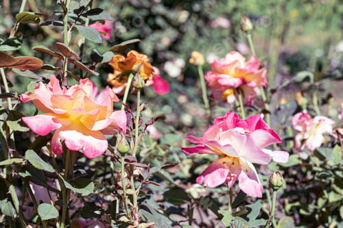 Preview: Flowers at Descanso Gardens in Los Angeles California