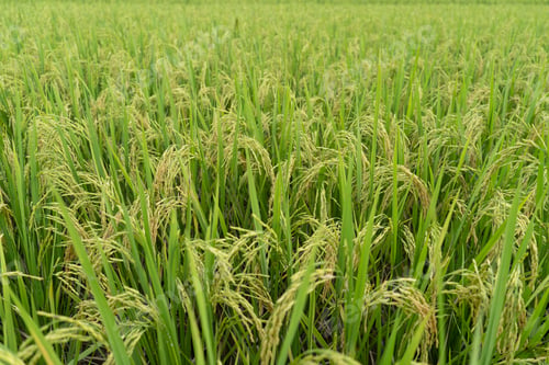 Preview: Green Terraced Rice Field. rice is growing in the field background