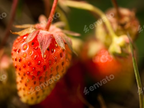 Preview: Berry Farm