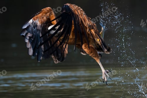 Preview: Graceful heron takes flight over water with a splash