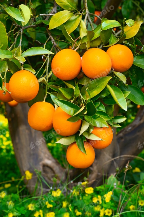 Preview: Oranges on a tree