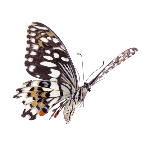 Preview: Detailed Close-up of Butterfly Wings Isolated on White