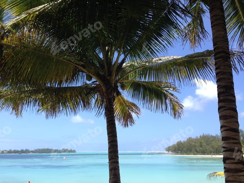 Preview: Palm trees in Mauritius