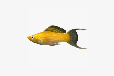 Preview: Guppy with black stripes and pointed fins
