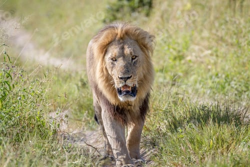 Preview: Big male Lion walking towards the camera.