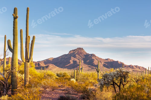 Preview: Cactus in Mexico