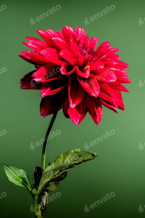 Preview: Blooming red Dahlia on a green background