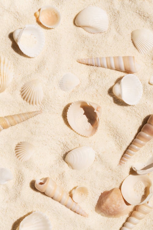 Preview: Plenty of seashells on clear pure neutral beige tropical sand. Top view background.