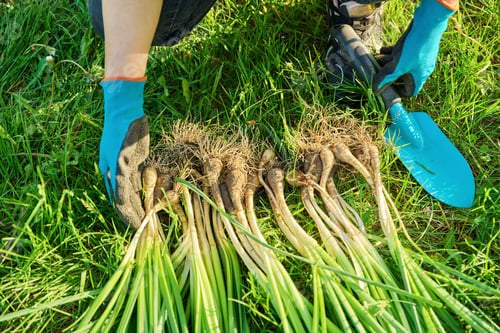 Preview: Close-up of the spring division of the bush of wild daffodil