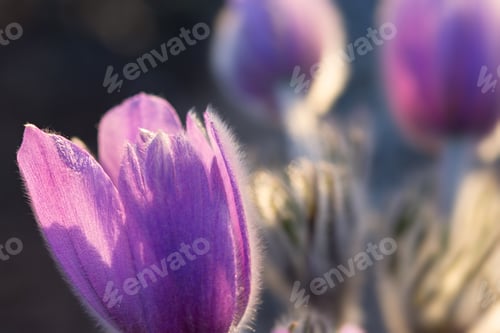 Preview: Dream-grass or Pulsatilla patens blooms in spring in the forest