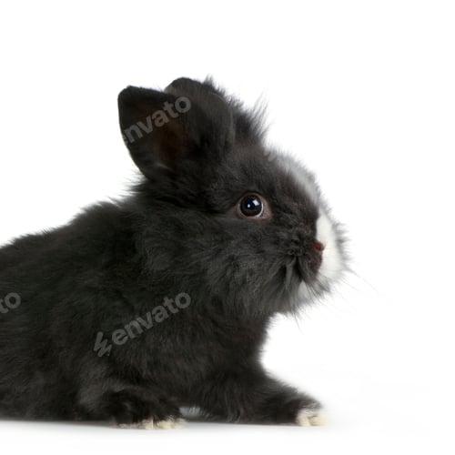 Preview: dwarf rabbit