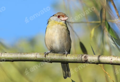 Preview: Little bird posing o a branch