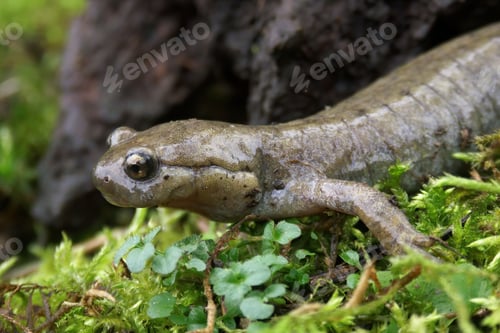 Preview: Closeup on a critically endangered Semirechensk Salamander, Ranodon sibericus