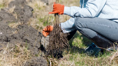 Preview: Volunteer at tree planting in nature