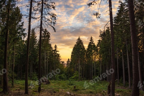 Preview: Glowing sunset sky backdrop featuring silhouettes of tall pine trees with grass