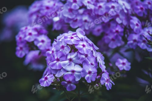 Preview: Closeup shot of purple fall phlox flowers (Phlox paniculata)