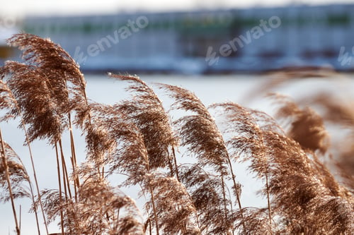 Preview: Dry reed stalks on banks of river, industrial background