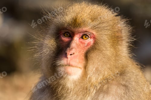 Preview: Monkey in Japan