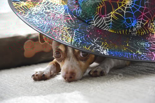 Preview: Dog Posing Under Witch Hat Indoors