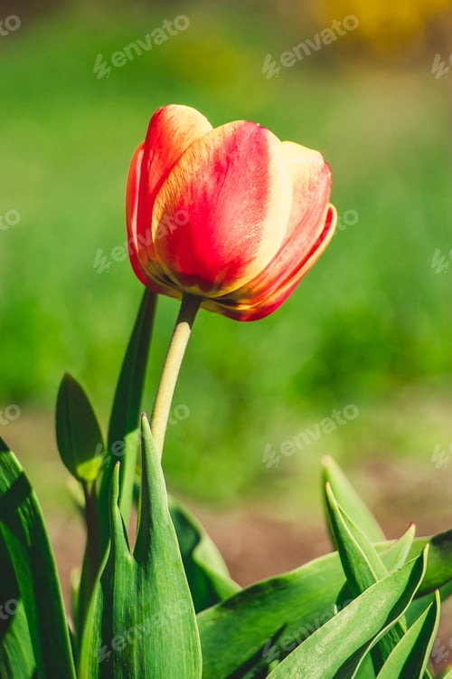 Preview: Tulip flower close up. Delicate bud, symbol of spring. Growing tulips