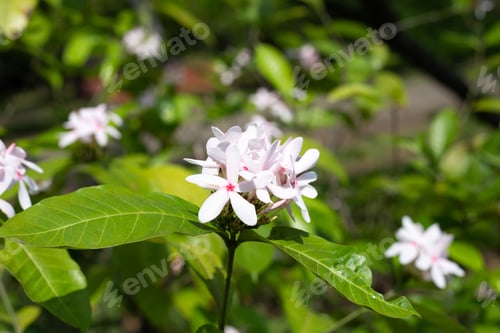 Preview: Kopsia fruticosa pink flower in the garden