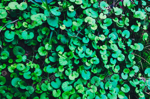 Preview: Vegetable background of small plants of bluish tones.