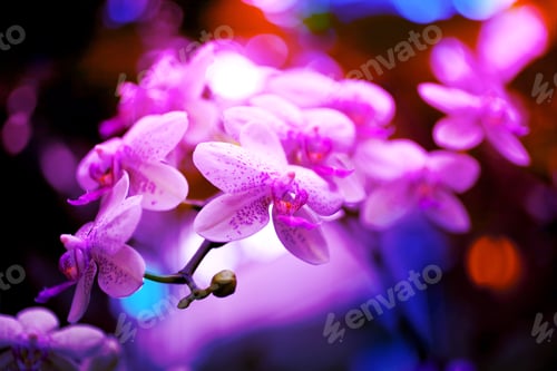 Preview: Neon toned orchid flowers Background