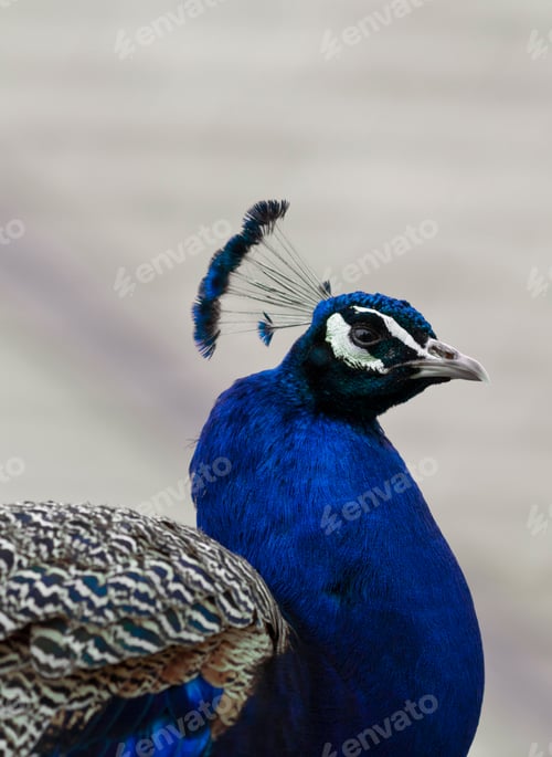 Preview: Peacock