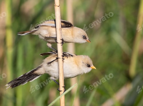 Preview: Bearded reedling, Panurus biarmicus. A young female and male sit on a reed stalk on a riverbank