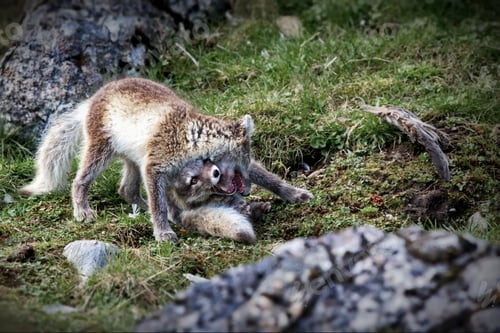 Preview: South American Foxes playing in their rocky habitat on a sunny day