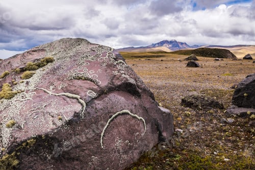 Preview: Lincoln growing on rocks in Cotopaxi National Park, Cotopaxi Province, Ecuador