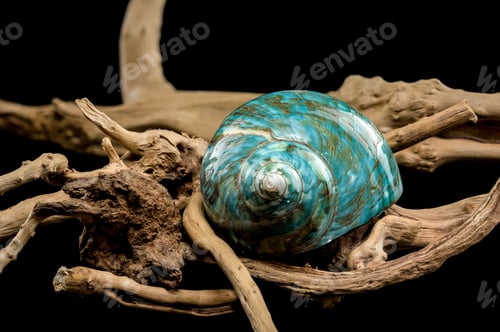 Preview: Polished Turquoise Nautilus Shell