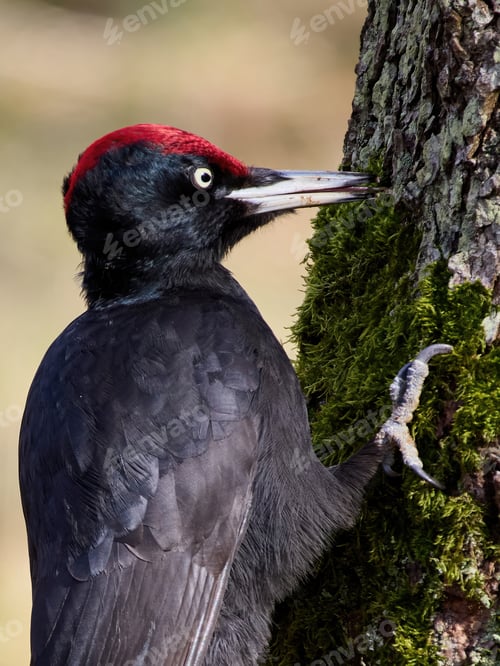 Preview: Black woodpecker (Dryocopus martius)