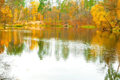 Preview: bright landscape golden multicolored autumn, fall.willow trees leaves going pond,river lake.nature
