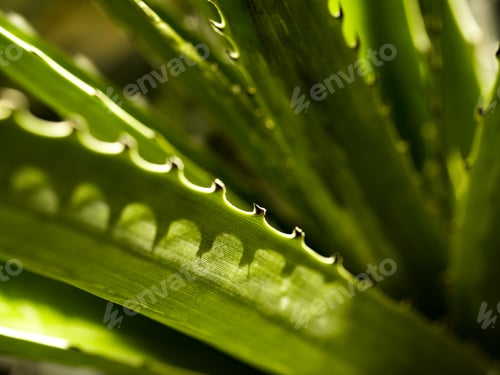 Preview: Sun through a branch