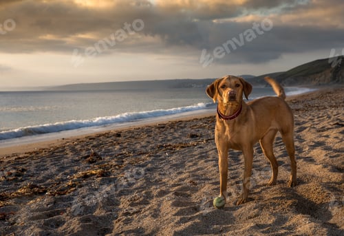 Preview: fit and active yellow Labrador retriever dog standing on a sandy beach at sunset on Summer vacation