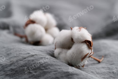 Preview: Cotton flower