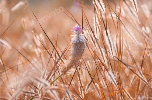 Preview: Close up grass flower, Nature background in the morning