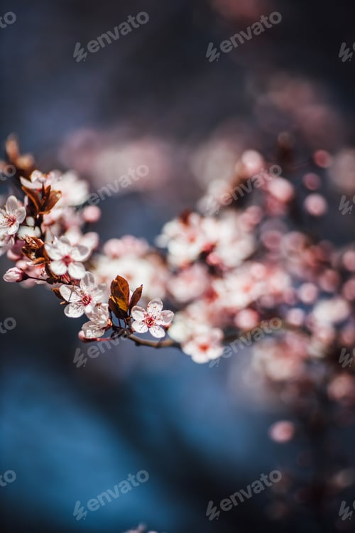 Preview: Beautiful vertical close-up selective focus shot of a pink cherry tree blossom